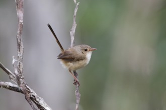 Red-backed Fairywren (Malurus melanocephalus) female perched on a branch, Queensland, Australia