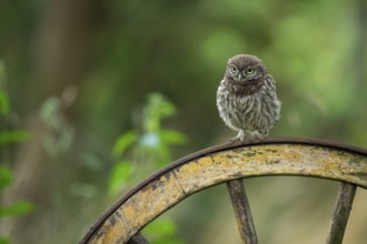 Little owl (Athene noctua), Vechta, Lower Saxony, Germany