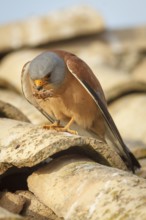 Lesser Kestrel (Falco naumanni), male eating a cricket, Castile-La Mancha