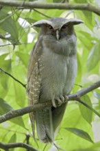 Crested Owl (Lophostrix cristata), Ecuador