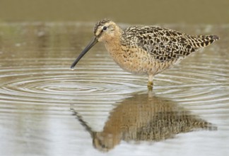 Short-billed Dowitcher (Limnodromus griseus), Manitoba, Canada