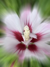 Althaea officinalis, rose mallow, shrub mallow, garden mallow, Syrian mallow, Sharon rose, festival