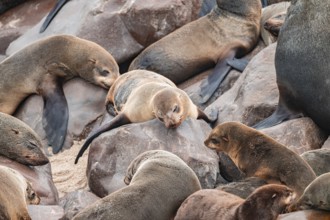 Seal colony, fur seal sleeping, Cape fur seal (Arctocephalus pusillus), Cape Cross, Atlantic coast,