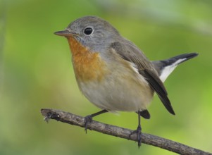 Taiga Flycatcher (Ficedula albicilla) male, Maharashtra, India