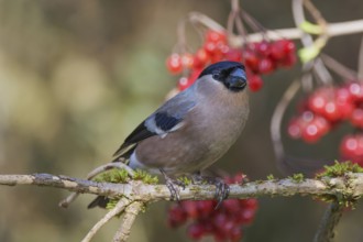 Female bullfinch (Pyrrhula pyrrhula) on a branch with red berries, surrounded by dark background,