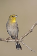 Turkey Bunting, (Emberiza cineracea), animals, birds, biotope, perch, bunting family, Lesvos,