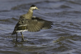 Silver Teal (Spatula versicolor), Falkland Islands