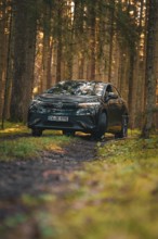 Car on a forest path with grass and light, flanked by tall trees, car sharing vehicle Deer