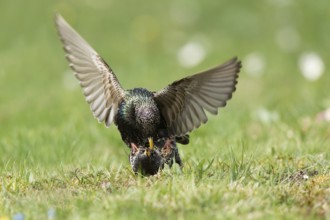Common Starling (Sturnus vulgaris) pair mating, Bavaria, Germany