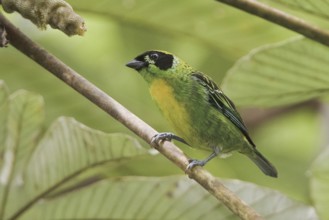 Green-and-gold Tanager (Tangara schrankii), Ecuador