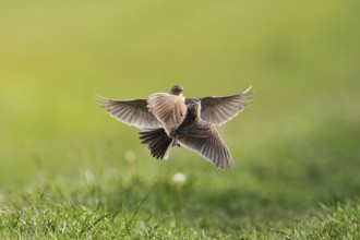 Eurasian Skylark (Alauda arvensis) fighting for territory, Hesse, Germany