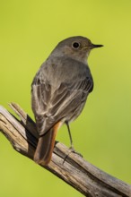A detailed portrait of a Black Redstart, Phoenicurus ochruros, beautifully perched on a weathered