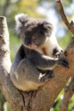 Koala (Phascolarctos cinereus), adult on tree, Kangaroo Island, South Australia, Australia