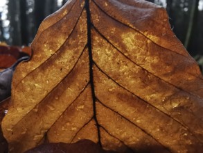 Illuminated close-up of a brown leaf with a distinctive structure and visible veins and cells in