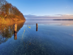 Posts and reeds in Schaalsee in the first morning light, reeds in autumn colors, Schaalsee