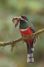 Masked Trogon (Trogon personatus assimilis) perched on a branch in Ecuador, South America