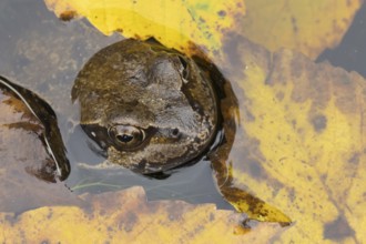 Common frog (Rana temporaria) adult amphibian in a garden pond with fallen autumn leaves on the