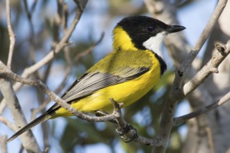 Mangrove Golden Whistler (Pachycephala melanura), Western Australia, Australia
