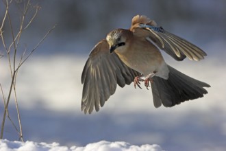 Jay, European Jay, Jay, eurasian jay (Garrulus glandarius), Geai des chênes, Arrendajo Común,
