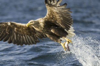 White-tailed Eagle (Haliaeetus albicilla) flying, Nord-Trondelag, Norway