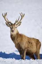 Red deer (Cervus elaphus) stag on a snowy meadow in the mountains in tirol, Kitzbühel, Wildpark