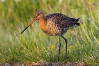 Black-tailed Godwit (Limosa limosa), Netherlands