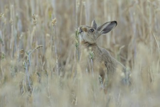 European brown hare (Lepus europaeus) adult animal feeding on a wheat sheath in a farmland field in