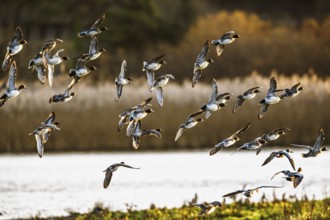Eurasian Wigeon, Mareca penelope, birds in flight over marshes in Devon, England, United Kingdom