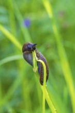 Snail eating on a plant stem in a lush green meadow