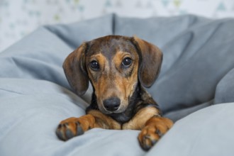 A charming dachshund puppy with expressive eyes rests comfortably on a soft grey been bag, looking