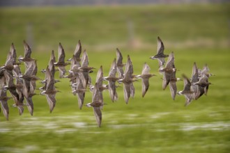 A flock of ruffs (Calidris pugnax, Syn.: Philomachus pugnax) flies close over the water, dynamic