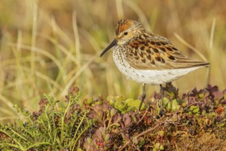 Western Sandpiper (Calidris mauri) perched on the tundra in Nome, Alaska