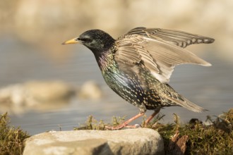 Common Starling (Sturnus vulgaris) male at waterhole, Bavaria, Germany