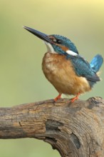 Common Kingfisher (Alcedo atthis) juvenile male, Nizhegorodskaya, Russia