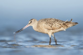 Marbled Godwit (Limosa fedoa), Texas, USA