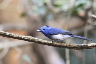 Black-naped Monarch (Hypothymis azurea) male perched on a branch, Kaeng Krachan, Thailand