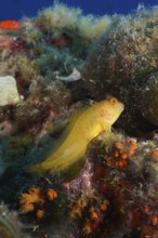 Variable blenny (Parablennius pilicornis) in the Mediterranean Sea near Hyères. Dive site Giens