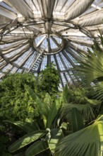 View of lush tropical vegetation up to a decorative domed glass roof structure, historic