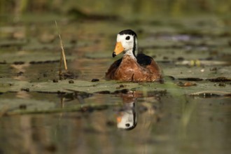 African Pygmy Goose (Nettapus auritus), Lake Hawassa, Ethiopia