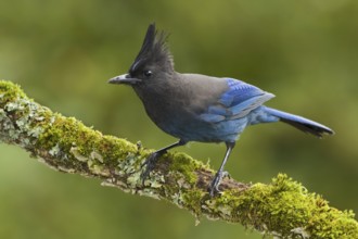 Steller's Jay (Cyanocitta stelleri), British Columbia, Canada