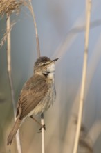 Paddyfield Warbler - Feldrohrsänger - Acrocephalus agricola ssp. septimus, Russia (Ural)
