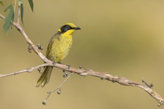 Yellow-tufted Honeyeater (Lichenostomus melanops), Victoria, Australia