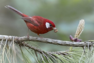 Red Warbler (Cardellina rubra) perched on a branch in Oaxaca, Mexico