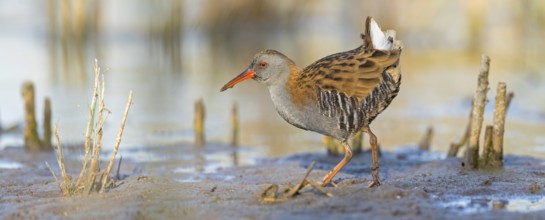 Water rail, (Rallus aquaticus), biotope, habitat, animal, animals, birds, rail family, Der Spieß