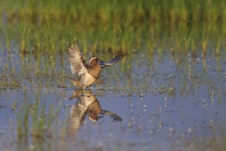 Garganey (Spatula querquedula) male, Greece
