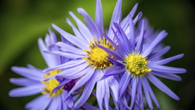 Vibrant and detailed close-up of European Michaelmas-daisy flowers with a soft-focus background