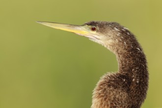 Anhinga (Anhinga anhinga), Florida, USA