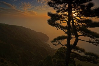 Canary Islands, El Hierro, coast, pine trees, sunset, El Hierro, Canary Islands, Spain