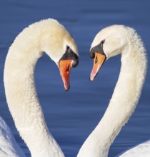 Mute Swan (Cygnus olor) pair displaying, Baden-Wuerttemberg, Germany