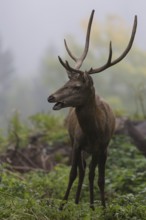 Young red deer buck with small antlers in a forest